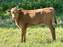 Bull calf (Voodoo x Pacific Chere)